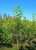Schwarze Maulbeerbaum-Samen – Alte Sorte, gentechnikfrei, keimstarke Bio-Gartensamen