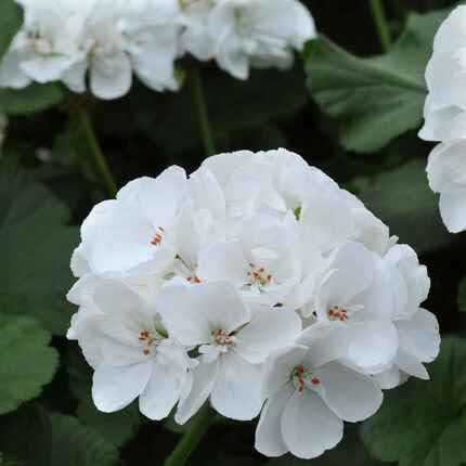 Geranium Flower Seeds White Heirloom Non-GMO High Germination Organic Garden Seeds for Planting