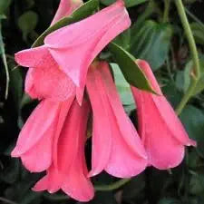 rare chilean flower seeds