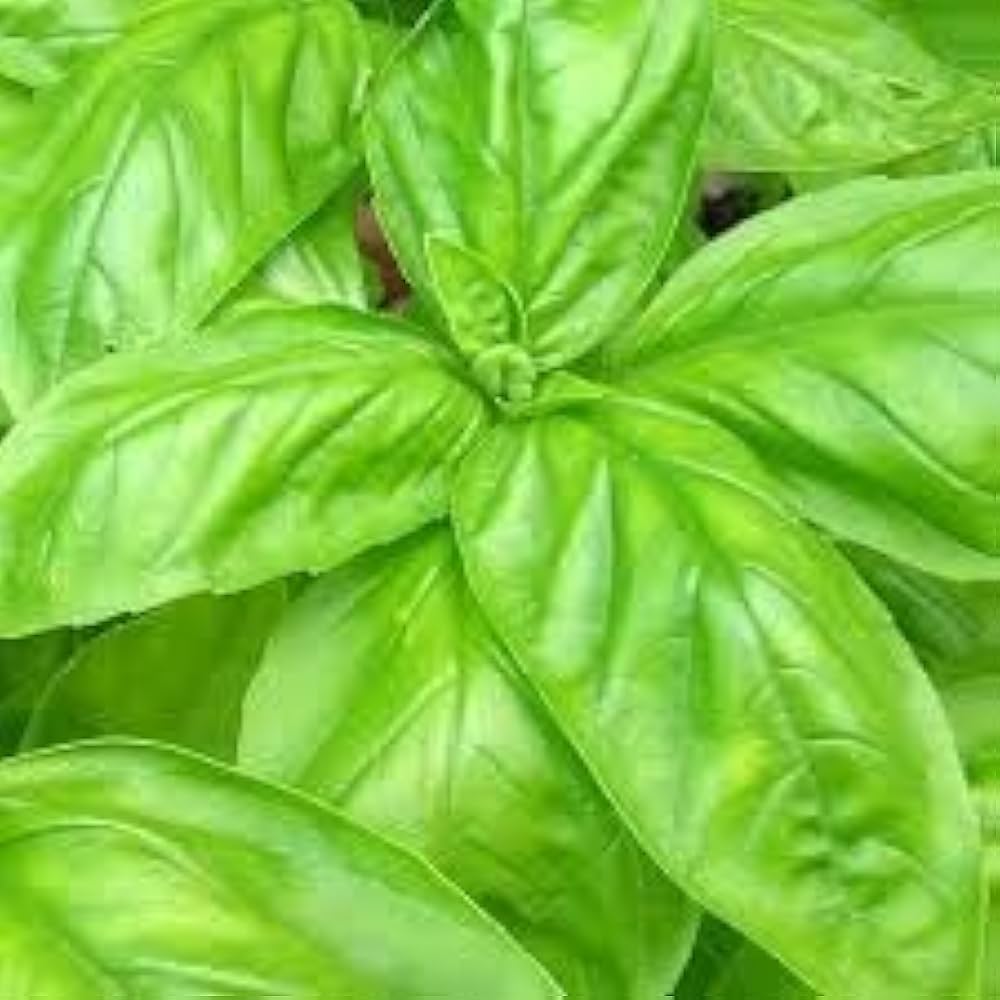 Italian Large herb seeds