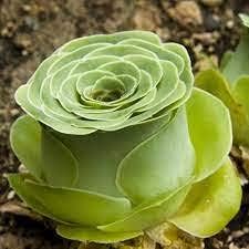 greenoviamountainrosesucculentsheirloomnongmo flower seeds