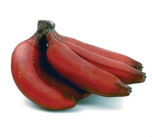 Red Banana Seeds – Heirloom, Non-GMO, High Germination Organic Garden Seeds