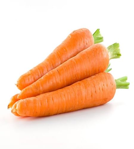 Carrot – Heirloom, Non-GMO, High Germination Organic Garden Seeds Planting