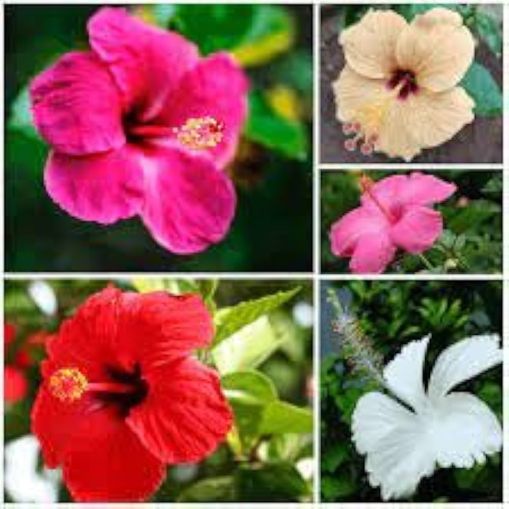 hibiscus hibiscus flower seeds