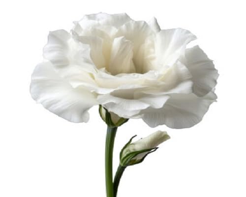 White Eustoma Flower Seeds Heirloom Non-GMO High Germination Organic Garden Seeds for Planting