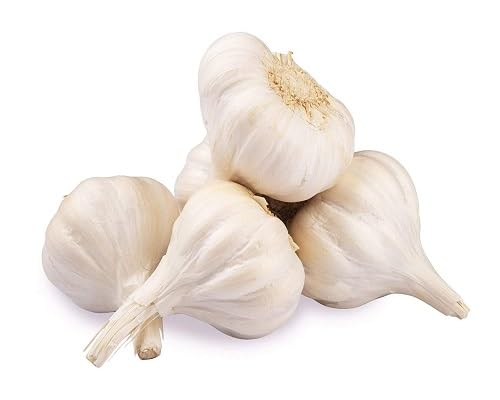 Garlic White Seeds – Heirloom, Non-GMO, High Germination Organic Garden Seeds Planting
