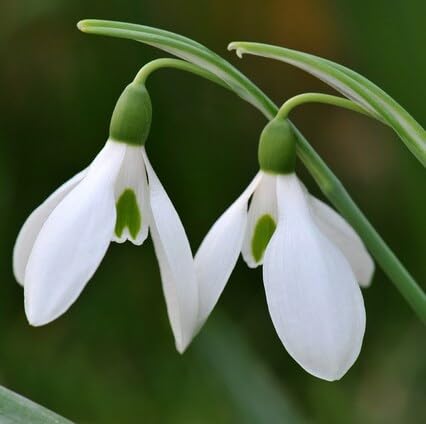 White Galanthus Flower Seeds Heirloom Non-GMO High Germination Organic Garden Seeds for Planting