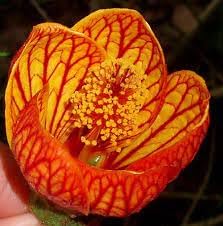 striatumfloweryellowredheirloomnongmo flower seeds