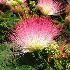 albiziasamanflowerheirloomnongmo flower seeds