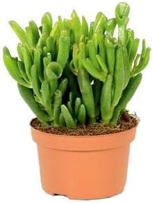 green ovata flower seeds