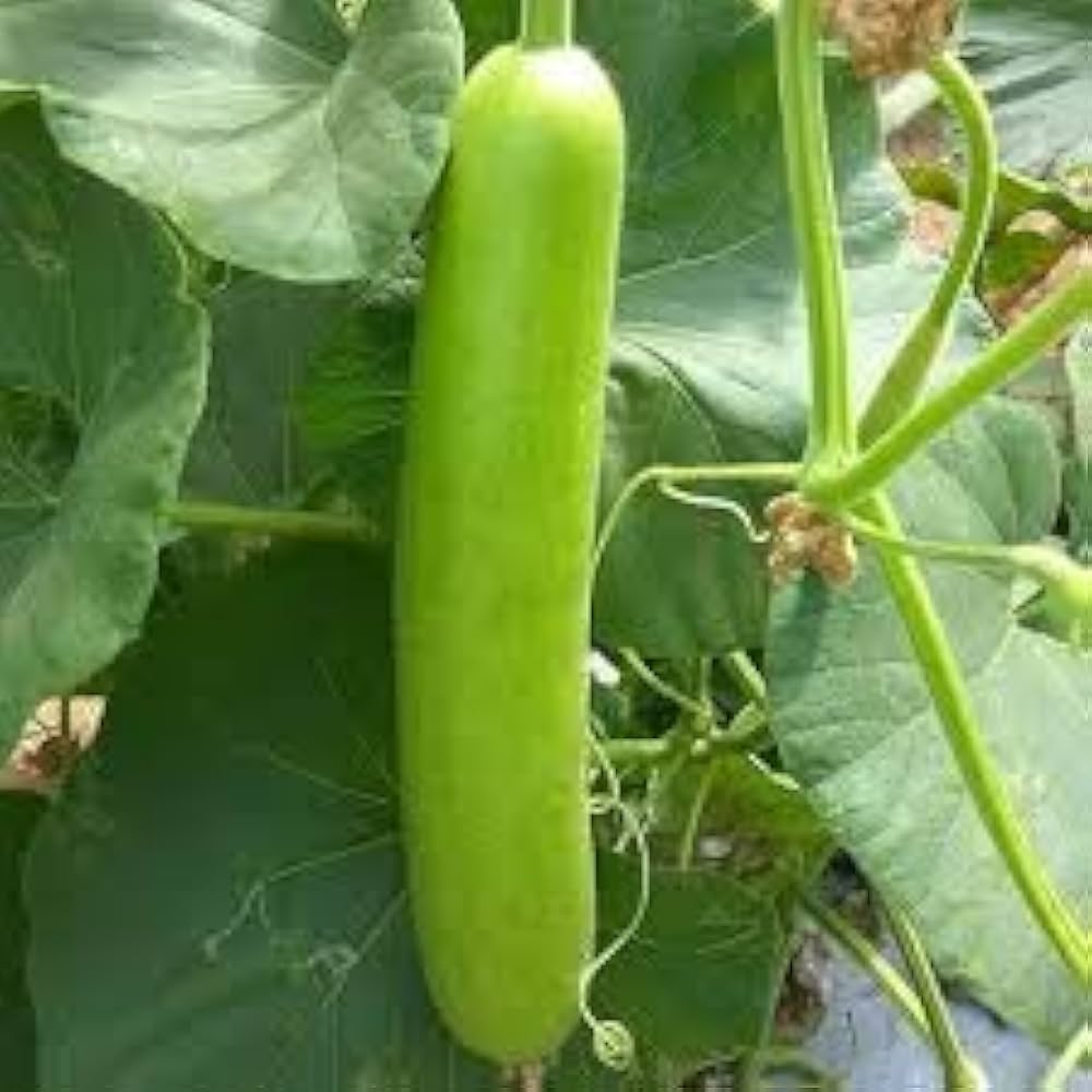 Giant Bottle Gourd Seeds for Planting