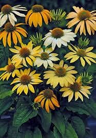 mildyellowsunhatheirloomnongmo flower seeds