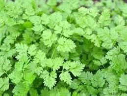 Chervil For herb seeds