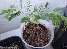 greentamarindtreeheirloomnongmo flower seeds