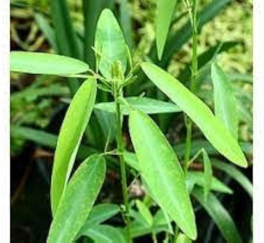 desmodium gyrans flower seeds