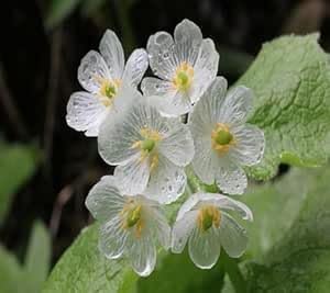 diphylleia flower flower seeds
