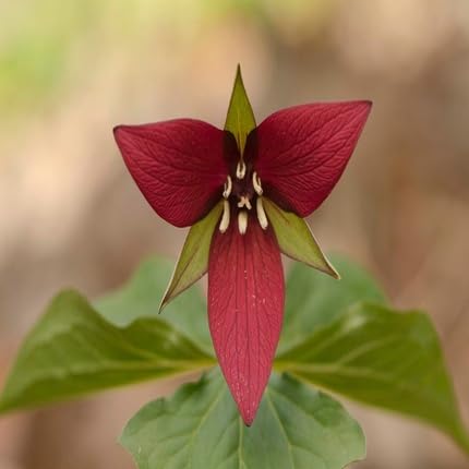 Red Trillium Flower Seeds Heirloom Non-GMO High Germination Organic Garden Seeds for Planting