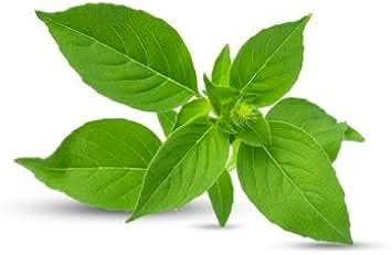 Th Basil herb seeds