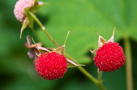 Thimbleberry Seeds Red – Heirloom, Non-GMO, High Germination Organic Garden Seeds for Planting