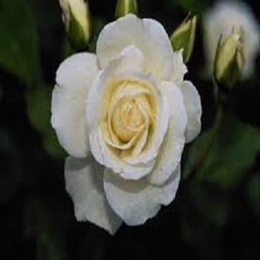 White Rose Flower Seeds – Heirloom Non-GMO Organic Garden Seeds