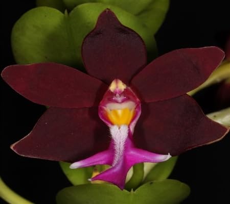 Trichoglottis Flower Seeds – Heirloom, Non-GMO, High Germination Organic Seeds