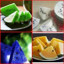 Multi-Colour Watermelon Fruit Seeds for Planting – Heirloom Non-GMO High Germination Organic Garden Seeds | Seeds for Planting