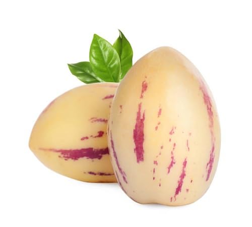 Pink Ginseng Melon Seeds – Heirloom, Non-GMO, High Germination Organic Garden Seeds