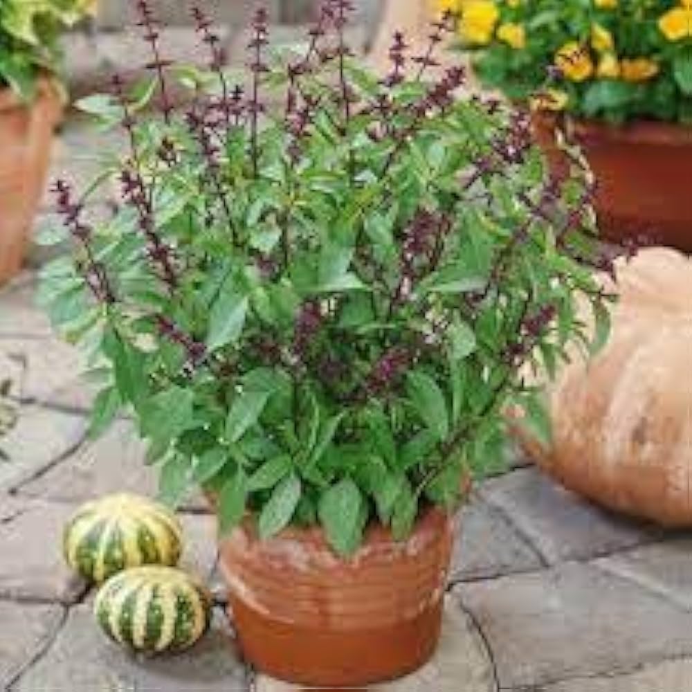 Basil Ocimum herb seeds
