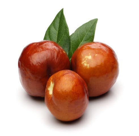 Brown Jujube Seeds Heirloom Non-GMO High Germination Organic Garden Seeds for Planting