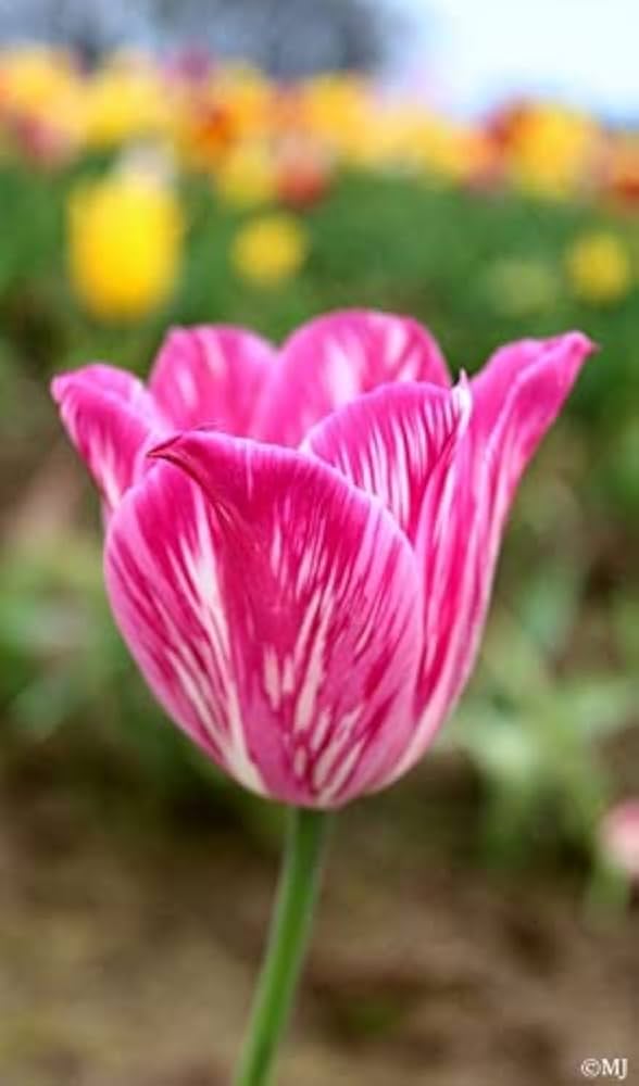 double tulip flower seeds