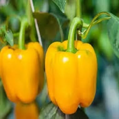 Yellow Pepper Seeds – Heirloom, Non-GMO, High Germination Organic Garden Seeds Planting