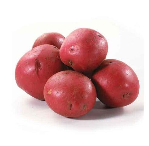 Rote Kartoffelsamen – Alte Sorte, gentechnikfrei, keimstark, Bio-Gartensamen zur Pflanzung