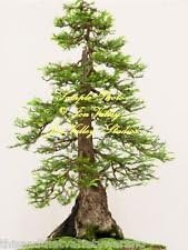 greensequoiatreeheirloomnongmo flower seeds
