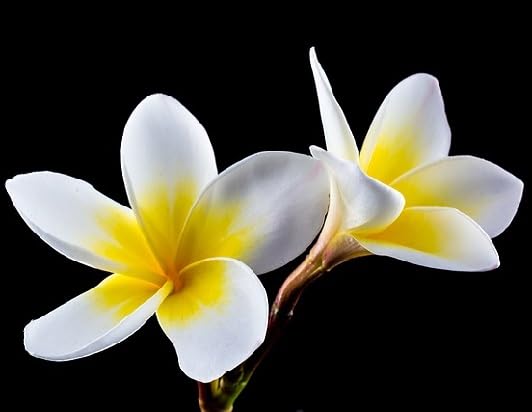 White Yellow Plumeria Flower Seeds for Planting Heirloom Non-GMO High Germination Organic Garden Seeds Seeds for Planting
