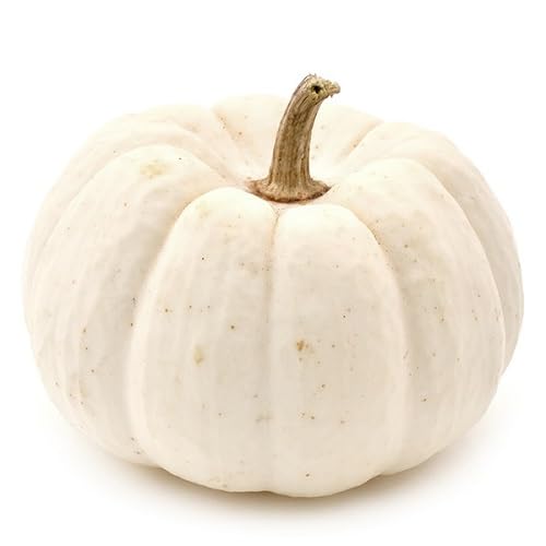 White Pumpkin Seeds – Heirloom, Non-GMO, High Germination Organic Garden Seeds Planting