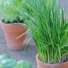 Chive Allium herb seeds