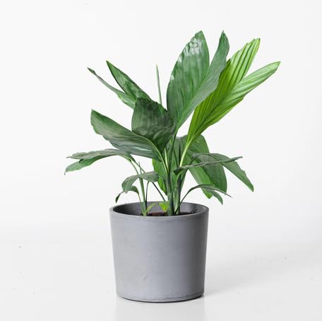 green chamaedorea flower seeds