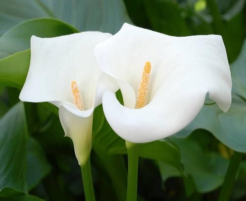 Semillas de cala – Cimarrón, no transgénicas, alta germinación, semillas orgánicas para jardín