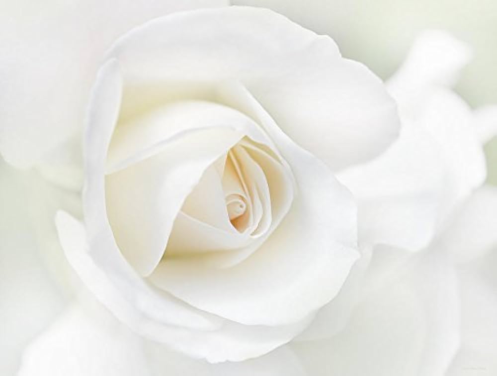 white roses flower seeds