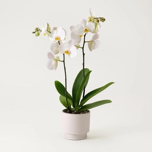 Phalaenopsis Flower Seeds White – Heirloom Non-GMO High Germination Organic Garden Seeds