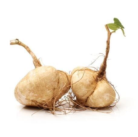 Brown Jicama Seeds – Heirloom, Non-GMO, High Germination Organic Garden Seeds Planting