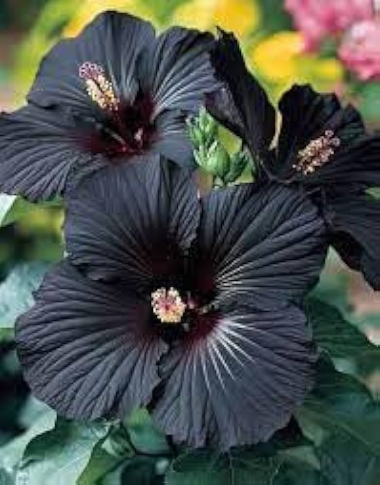 Black Hibiscus Flower Seeds for Planting – Heirloom Non-GMO High Germination Seeds