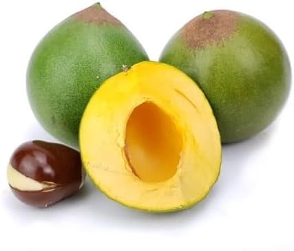 Green Lucuma Seeds – Heirloom, Non-GMO, High Germination Organic Garden Seeds