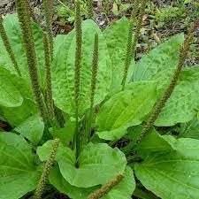 Plantn Plant herb seeds