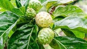Fresh NONI Fruit Seeds for Planting | Heirloom Non-GMO High Germination Organic Garden Seeds
