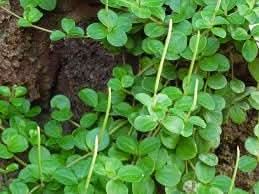 Peperomia Plant herb seeds