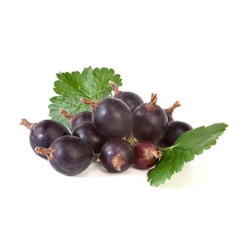 Black Jostaberry Seeds Heirloom Non-GMO High Germination Organic Garden Seeds for Planting