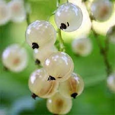White Gooseberry Seeds – Heirloom, Non-GMO, High Germination Organic Garden Seeds