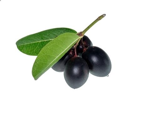 Carandas Seeds – Heirloom, Non-GMO, High Germination Organic Garden Seeds