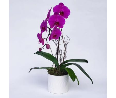 Purple Phalaenopsis Flower Seeds Heirloom Non-GMO High Germination Organic Garden Seeds for Planting